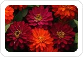 Double Zahara Duo Mixture Zinnia
