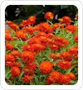 Double Zahara Fire Zinnia