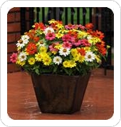 Zahara Mix Zinnia