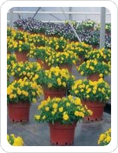 Cool Wave Pansies