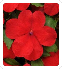 Impreza™ Red Impatiens