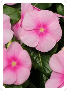Titan™ Icy Pink Vinca