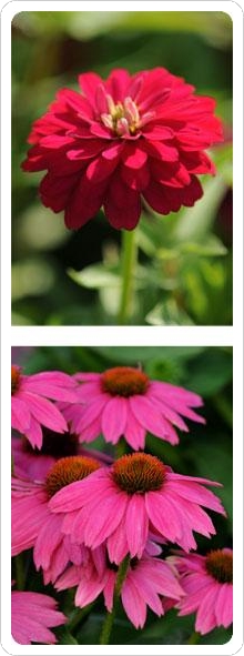 Double Zahara™ Zinnia & PowWow™ Echinacea