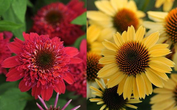 New Echinacea from Darwin Perennials