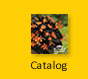 Catalog