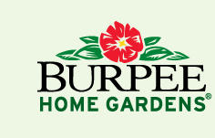 Burpee