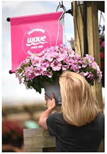A woman hangs a basket of pink wave petunias in front of a pink wave sign banner.