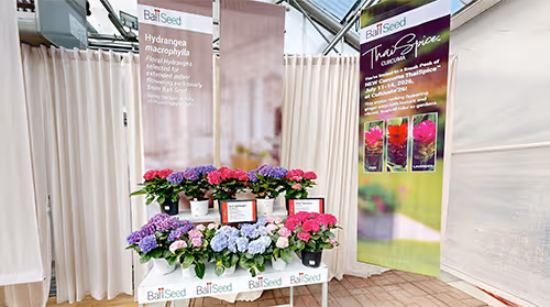 Tour Morel Cyclamen