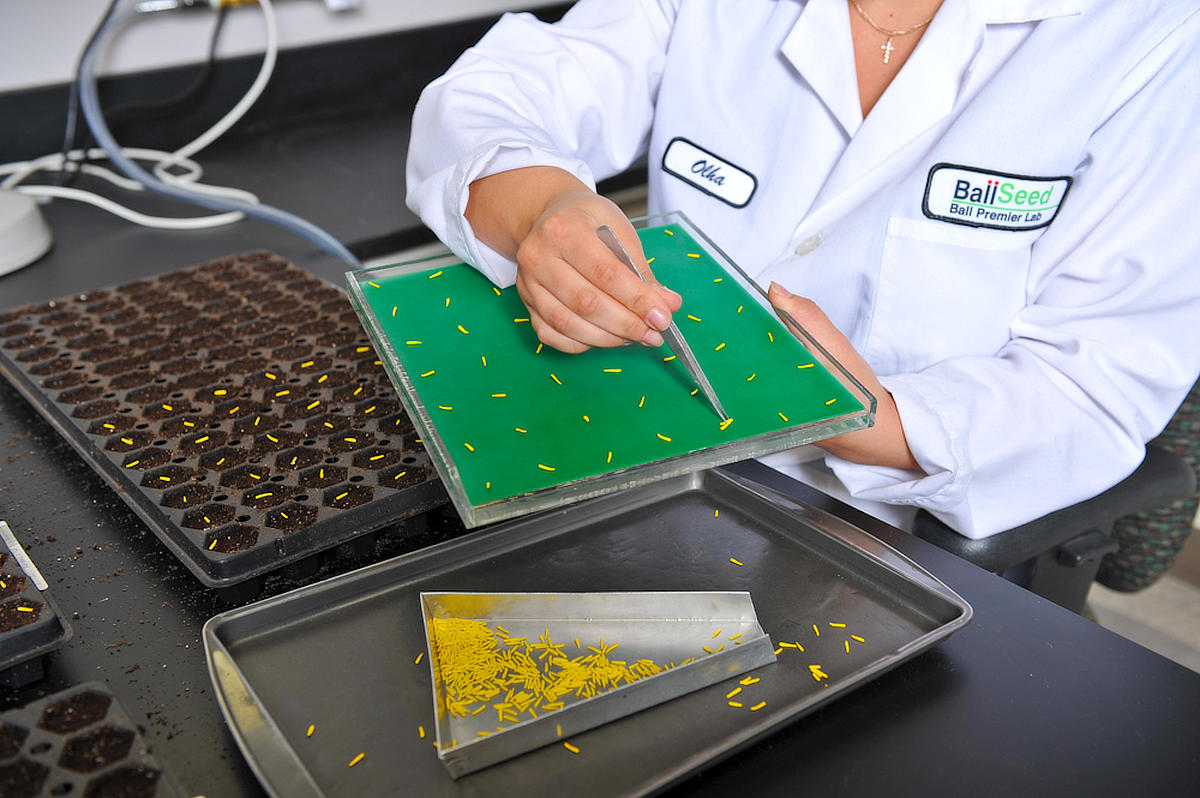 seed technician preforming a test