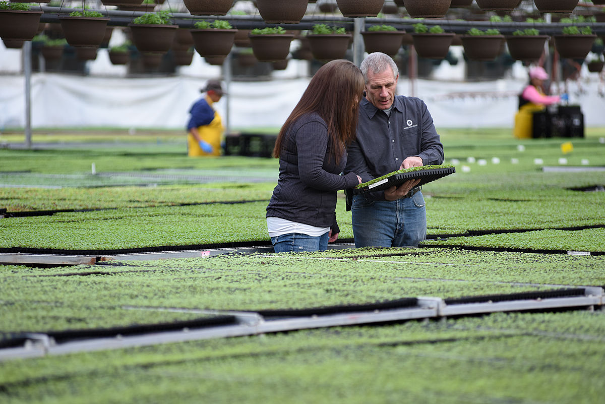 two people examing trays of seedlings in a greenhouse