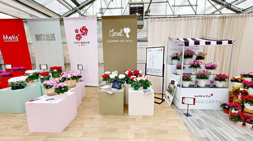 Tour Morel Cyclamen